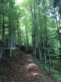 Footpath amidst trees in forest