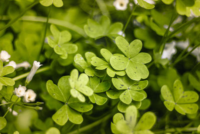 High angle view of fresh green leaves