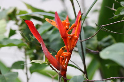 Close-up of orange flower