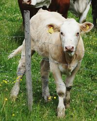Portrait of calf by fence