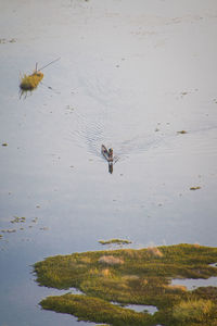 High angle view of duck swimming in lake