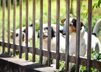 View of dog in cage