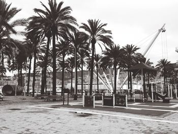 Palm trees against sky