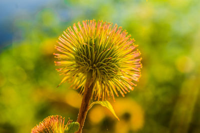 Close-up of yellow flowering plant