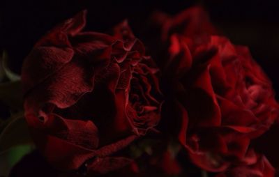 Close-up of red rose over black background