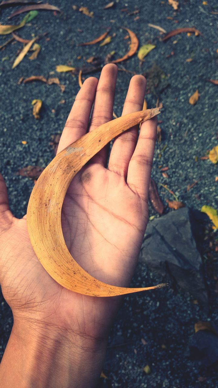 human hand, real people, one person, human body part, human finger, close-up, high angle view, outdoors, holding, day, focus on foreground, lifestyles, men, nature, people