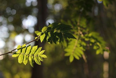 Close-up of leaves on tree