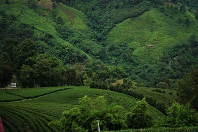 Scenic view of agricultural field