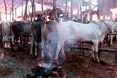 Cows standing in a horse