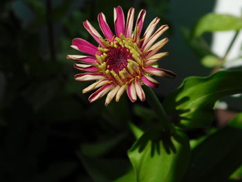 Close-up of pink flower