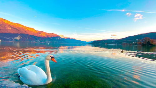 Swans swimming in lake