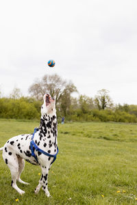 Dog playing with ball on field