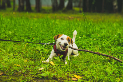 Dogs running on field