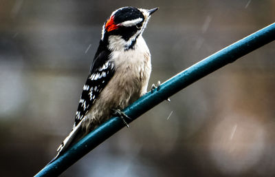 Downey on the perch