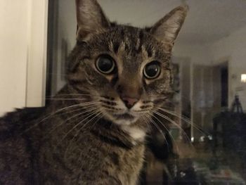 Close-up portrait of cat