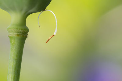 Close-up of lizard on leaf