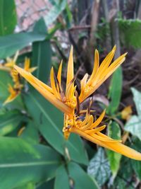 Close-up of yellow day lily blooming outdoors