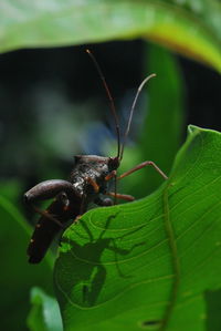 Close-up of insect on plant