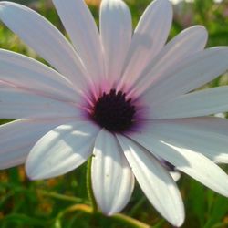 Close-up of flower blooming outdoors