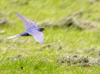 Close-up of barn swallow flying over grass meadow