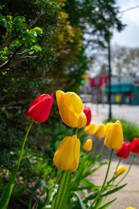 Close-up of yellow tulips