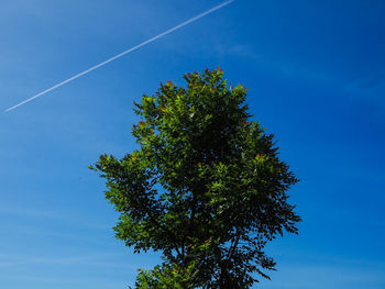 Low angle view of tree against blue sky