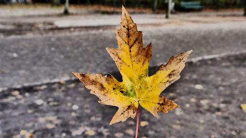 Close-up of maple leaf on road