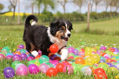 Dog with colorful balls on grassy field at park