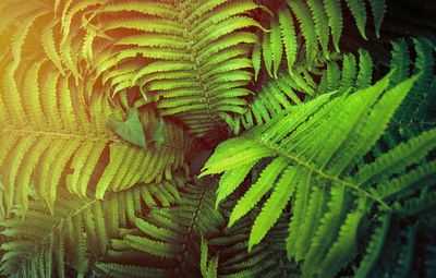 High angle view of fern leaves in forest