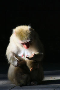 Monkey baby sitting her child when sun shine pass