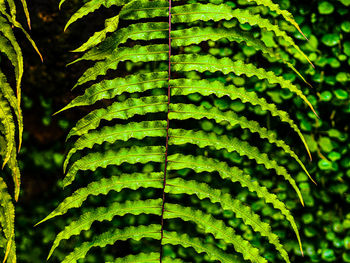 Close-up of green leaves