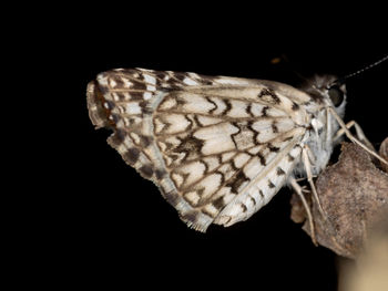 Close-up of butterfly over black background