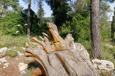 View of a tree trunk