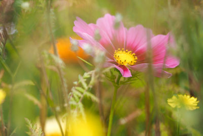 Close-up of pink flowering plants on field