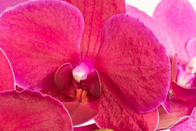 Close-up of pink flower blooming outdoors