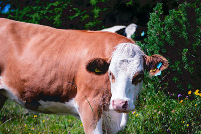 Brown cow on mountain 