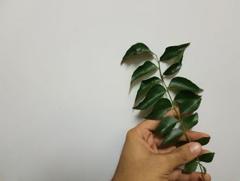Close-up of hand holding leaf against white background