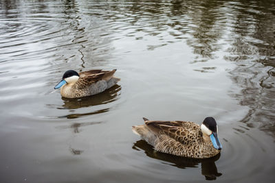 High angle view of ducks swimming on lake