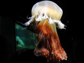 Close-up of jellyfish in sea