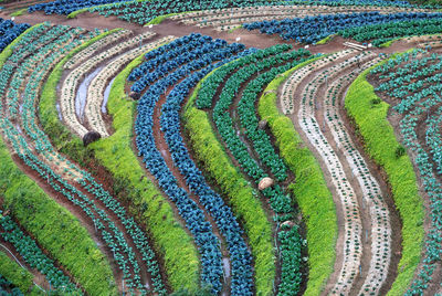 Aerial view of agricultural field