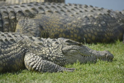 Close-up of crocodile on field
