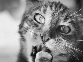 Close-up of cat with hand