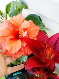 Close-up of flower