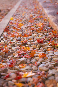 High angle view of autumn leaves on ground