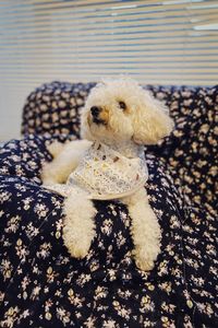 Close-up of dog