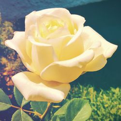 Close-up of yellow flower