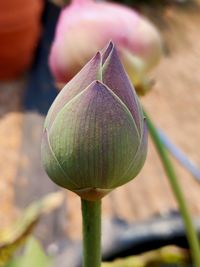 Close-up of lotus bud