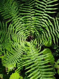 Full frame shot of fern leaves in forest