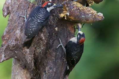 Close-up of a bird perching on a tree