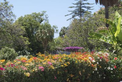 Plants and trees against sky